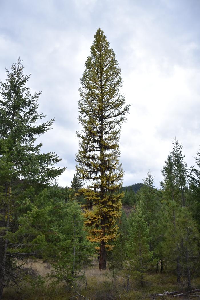 [Thumbnail for BRC_0825.JPG]