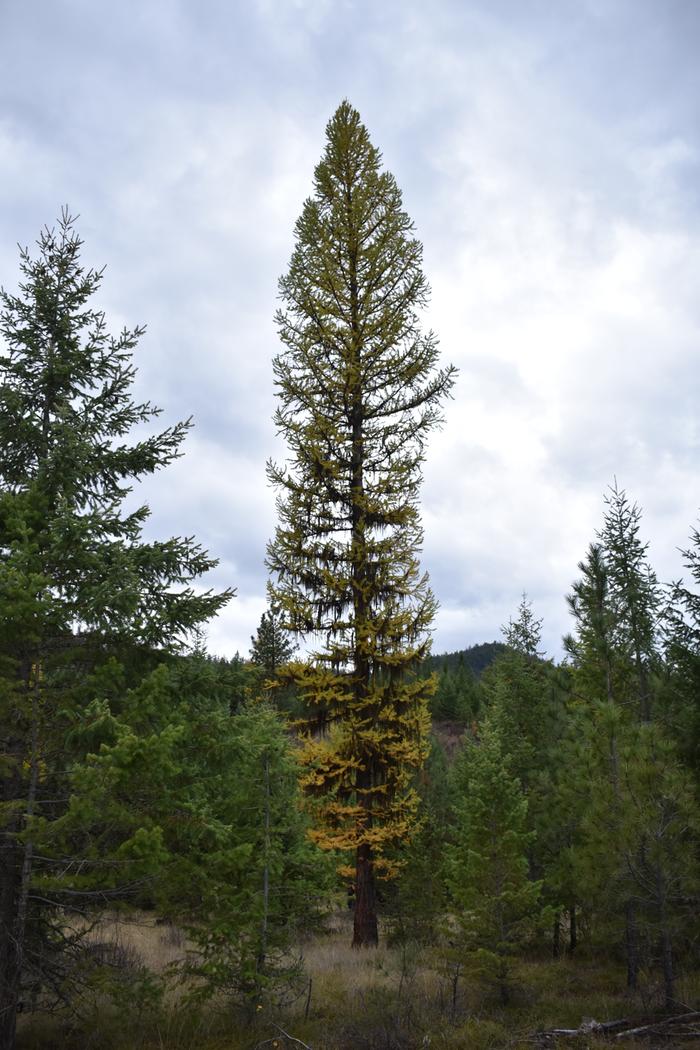 [Thumbnail for BRC_0826.JPG]