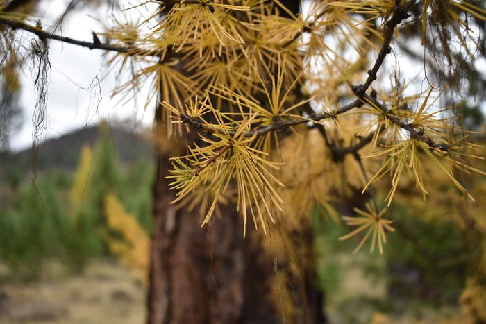 [Thumbnail for BRC_0827.JPG]