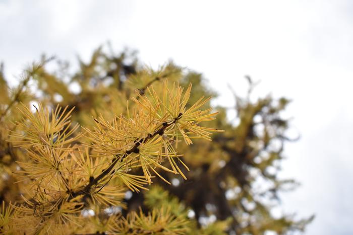 [Thumbnail for BRC_0828.JPG]