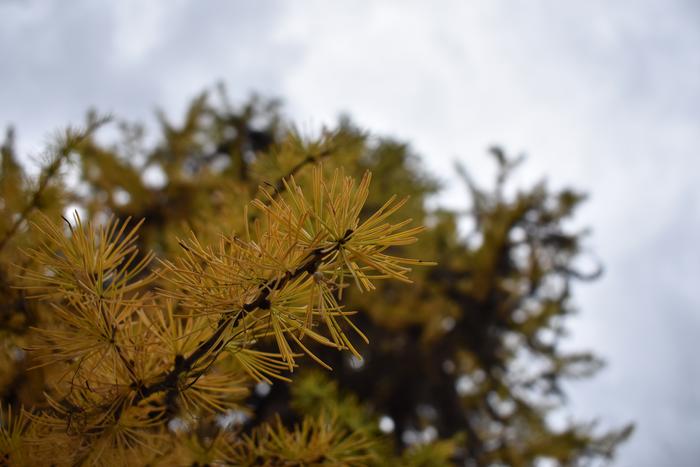 [Thumbnail for BRC_0829.JPG]