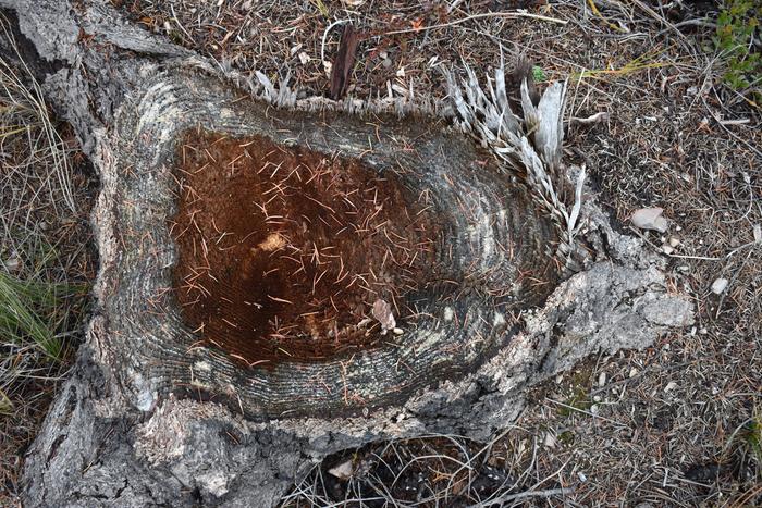 [Thumbnail for BRC_0831.JPG]