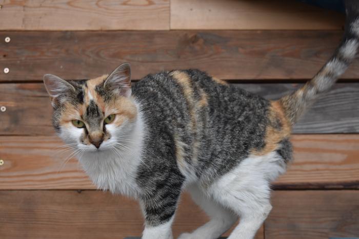 [Thumbnail for BRC_0855.JPG]