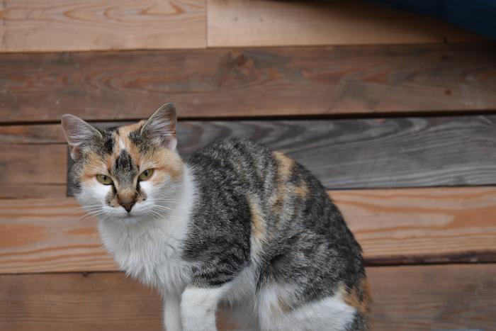 [Thumbnail for BRC_0857.JPG]