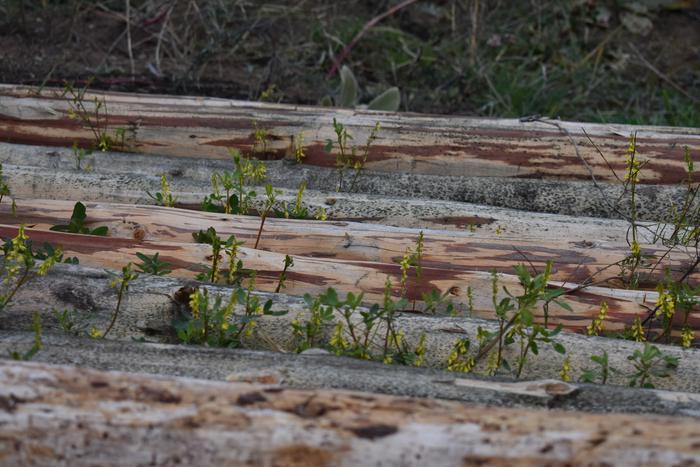 [Thumbnail for BRC_0864.JPG]