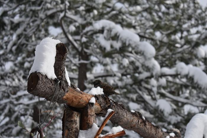 [Thumbnail for BRC_0046.JPG]