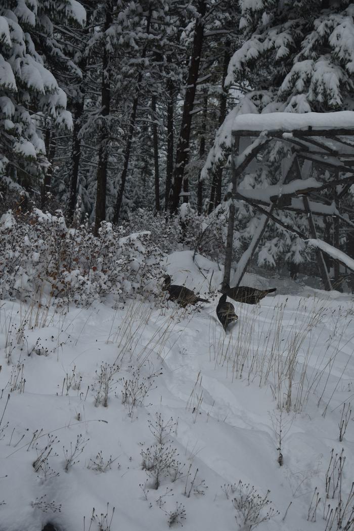 [Thumbnail for BRC_0052.JPG]