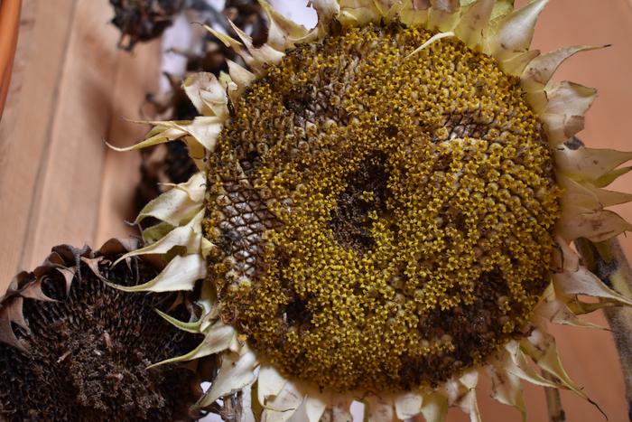 [Thumbnail for BRC_0112.JPG]