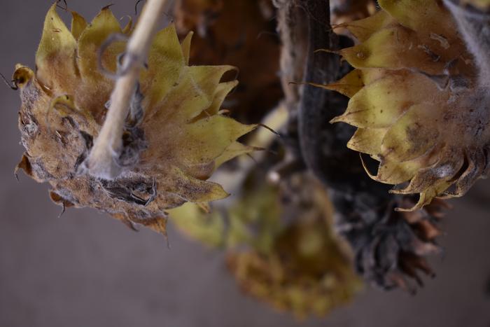 [Thumbnail for BRC_0113.JPG]