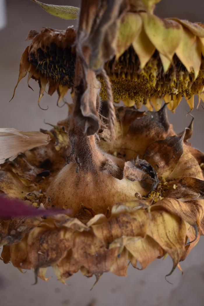 [Thumbnail for BRC_0115.JPG]