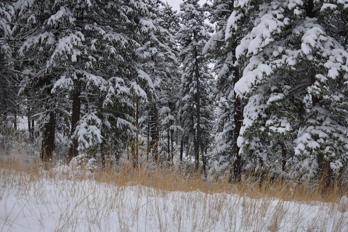 [Thumbnail for BRC_0072.JPG]