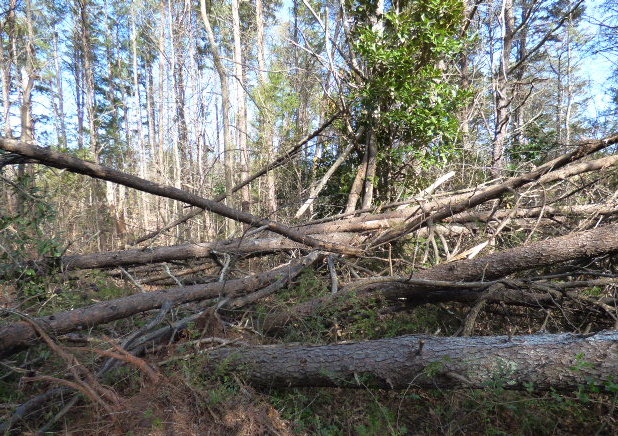 A chaotic mess of wind fallen trees.