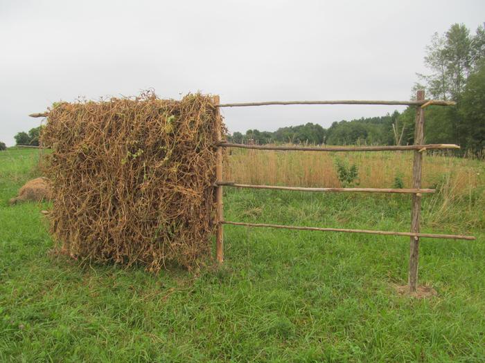 These are dry peas on the vine, but the same works with bush beans on the plant.