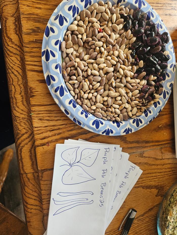 Scarlet runner beans