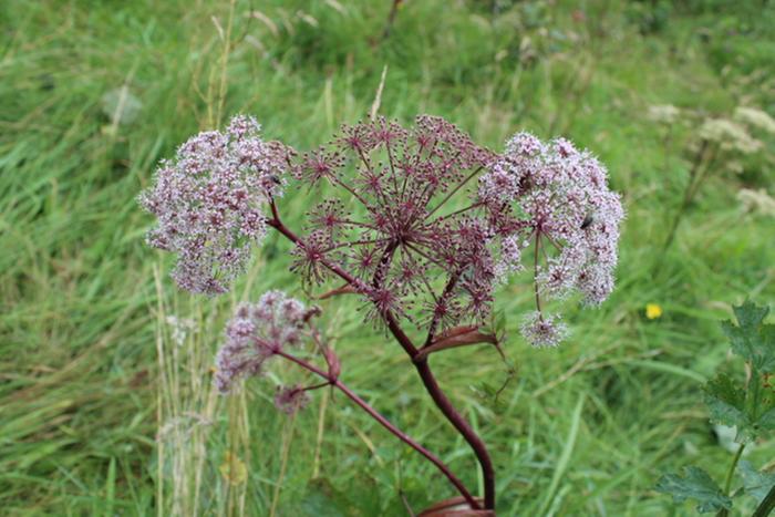 purple wild angelica
