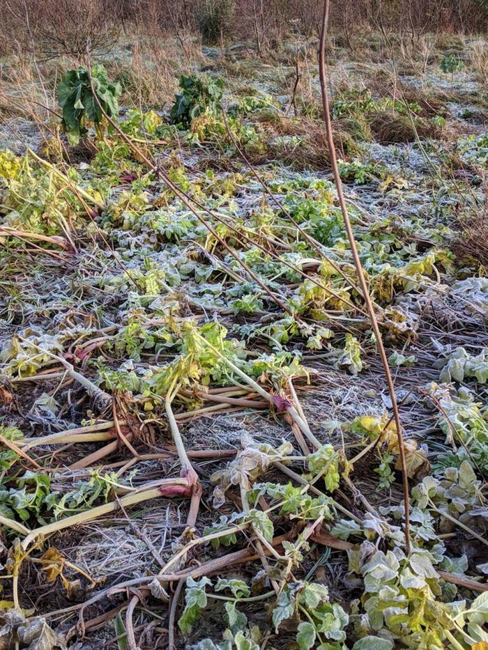 Anglica winter dieback