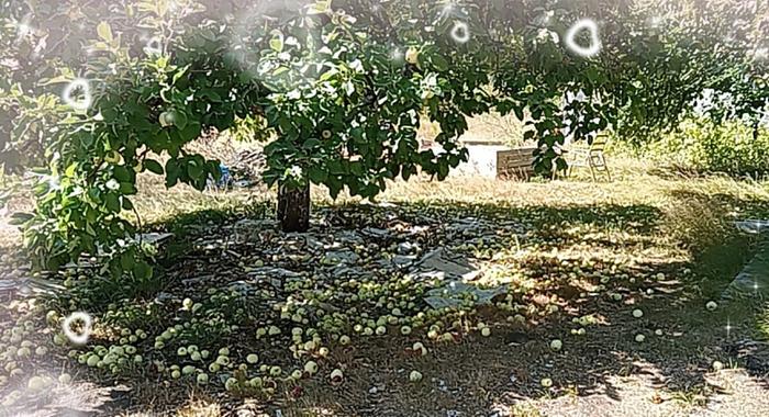 Yellow Transparent apples, best harvest yet.