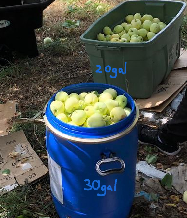 Oh so many pounds of apples!