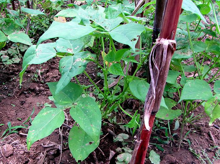 Refugee Vines late planted on spent corn stalks