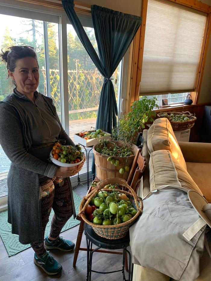 The end of our tomato harvest, around Nov 10th