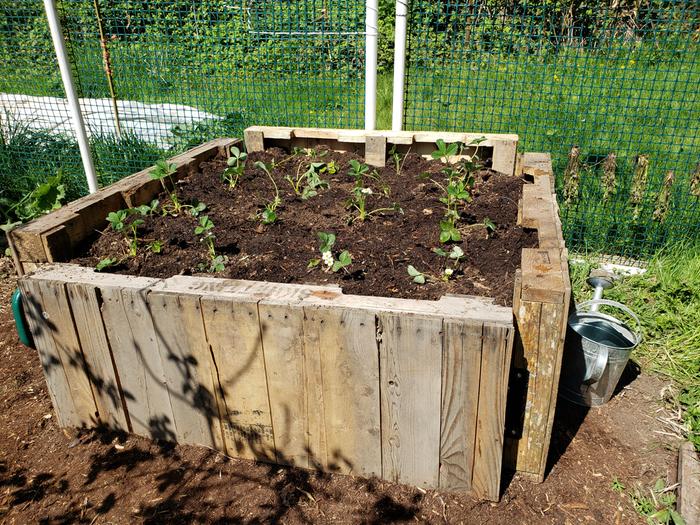 [Thumbnail for 2020-raised-strawberry-bed-4.jpg]