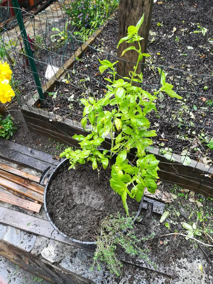 Herbs planted