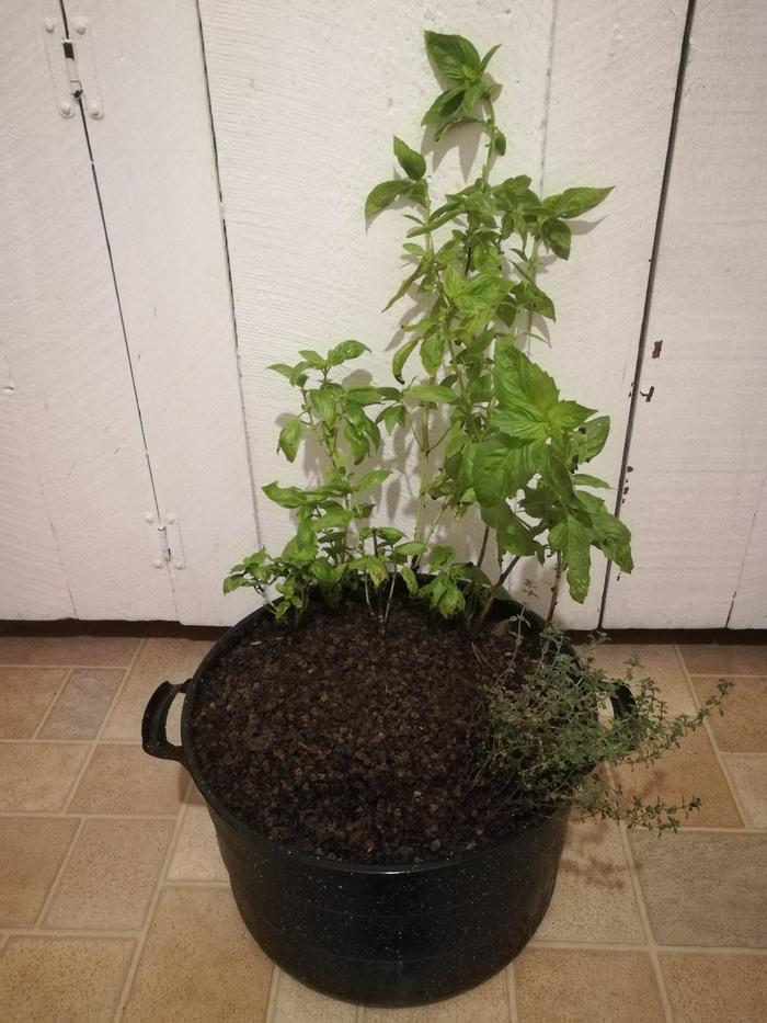 Topped with soil and buckwheat hulls