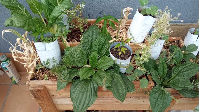 Greens on a planter