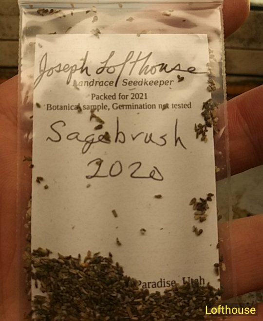 Artemisia tridentata