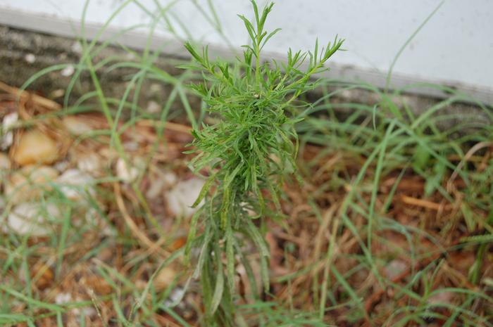 Weed 2