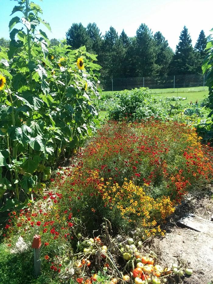 Dye coreopsis and sunflowers for a dye class