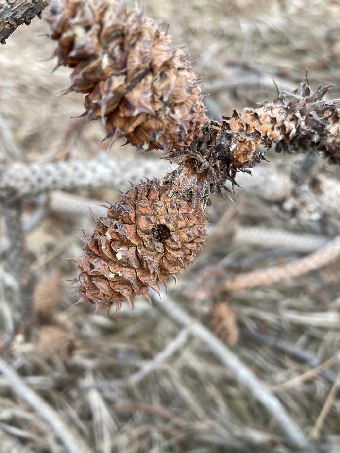 One of the few cones remaining 