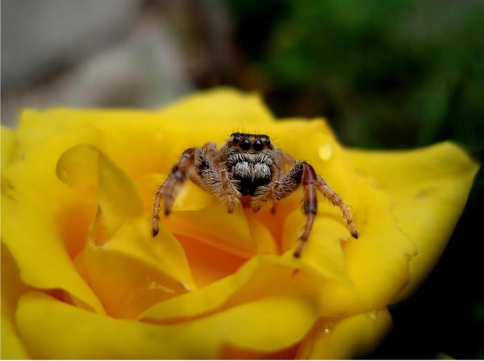 Wasp paralyzed spider on a yellow rose. 