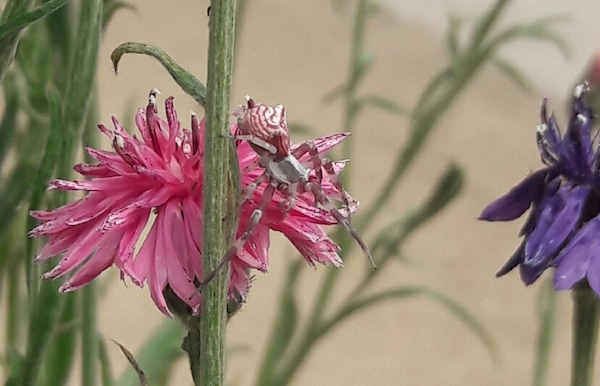 [Thumbnail for Pink-Crab-spider-Misumena-spp-on-bachelors-button.jpg]