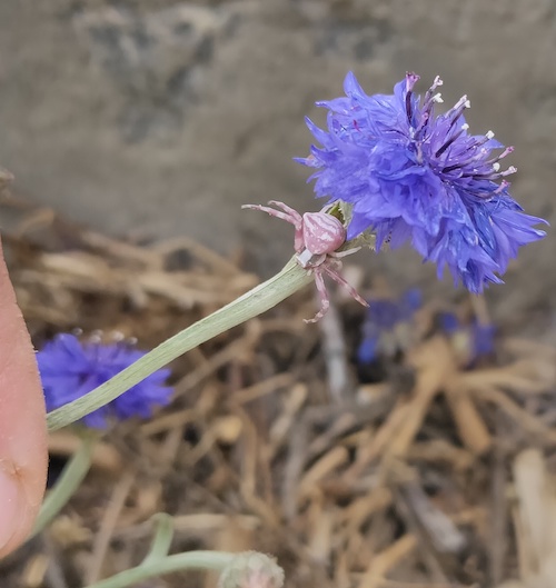 [Thumbnail for Pink-crab-spider-Misumena-spp-on-blue-flower.jpg]