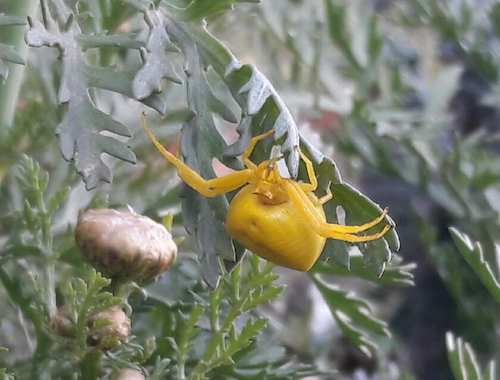 [Thumbnail for Yellow-crab-spider-Misumena-on-yellow-flowers.jpg]