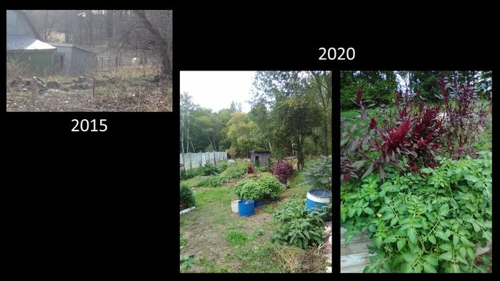 an old livestock run with tires cleaned up and turned into a permaculture garden