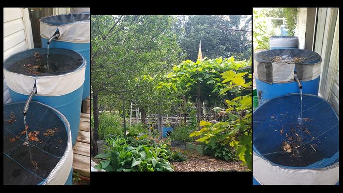 rainwater harvesting system and the garden that it supports