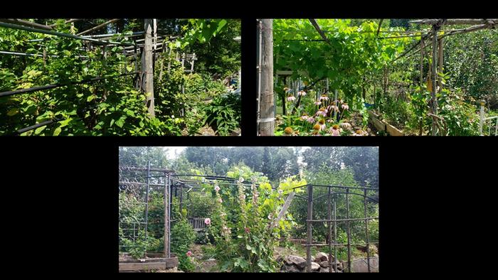 Trellissed plants and some echinacea flowers