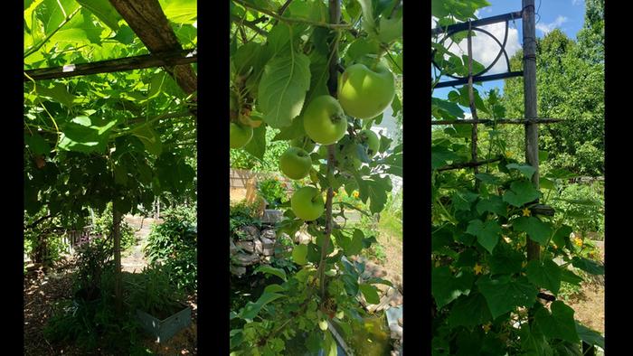 Espalliered apples, cucumbers and grapes