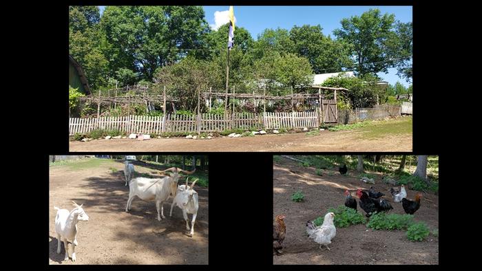 a permaculture garden with natural wood fence and tons of trellis, with the goats and chickens that benefit from it