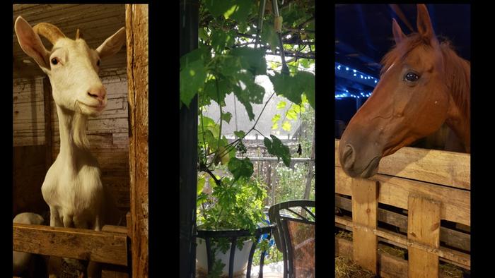 A goat and horse in their stalls, with a view outside of grapes