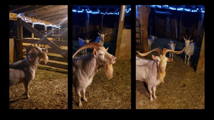 goats with horns in a barn