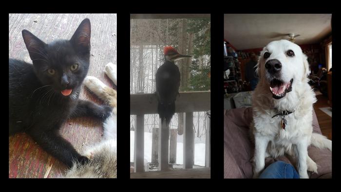 a cat, a red crested woodepecker on a railing and a dog