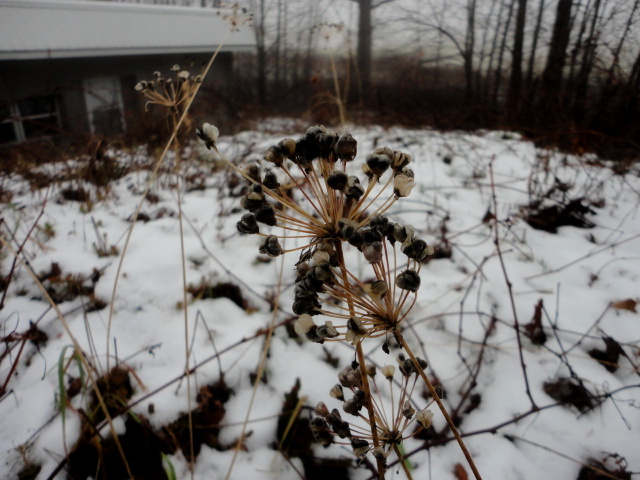 The tell tale seed heads of garlic chives.