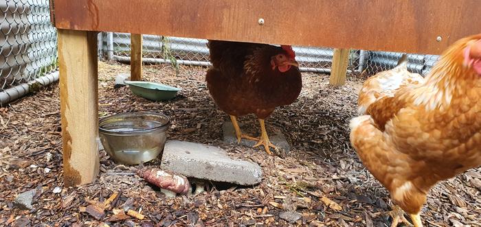 Winecaps in the chicken run