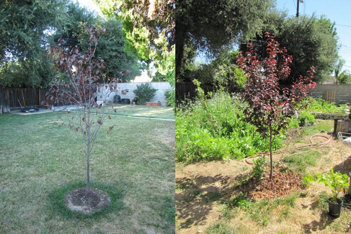 Before and after permaculture tree guild