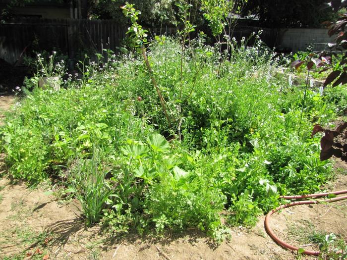 Swale cover crops with daikon stalks flowering