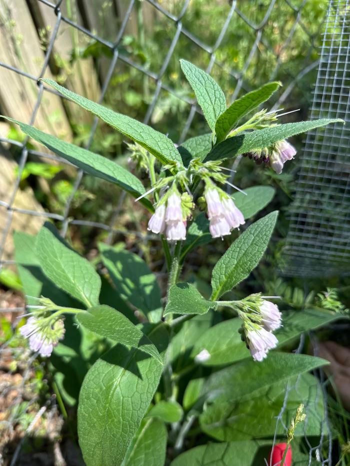 My comfrey