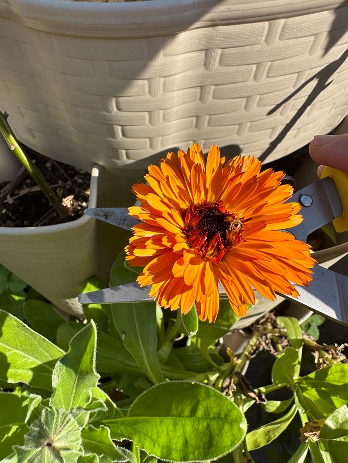 My calendula